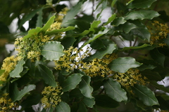 Pittosporum floribundum